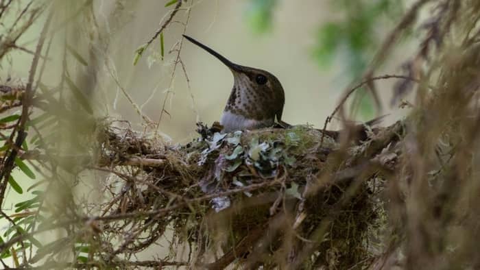  what kind of trees do hummingbirds nest in