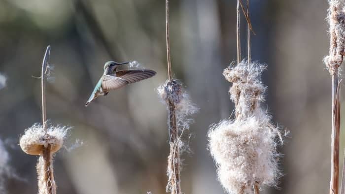  what trees do hummingbirds like