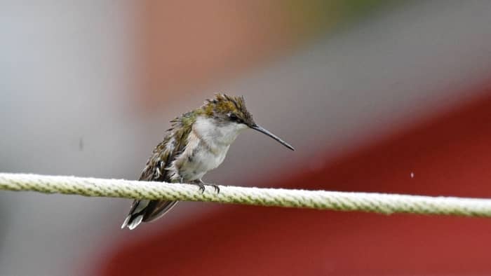  when do hummingbirds leave colorado