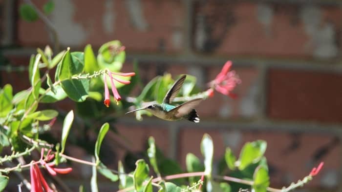 how to tell hummingbird gender