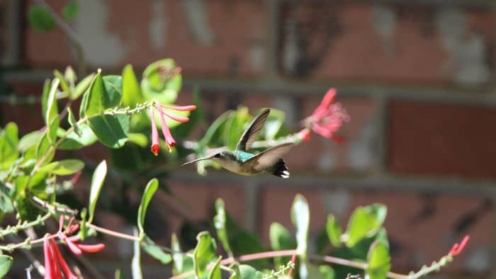  when do hummingbirds leave sc for the winter