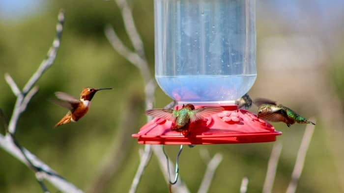 why do hummingbirds stop coming to feeders