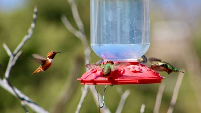 Why Do Hummingbirds Stop Coming To Feeders? - Hummingbirds Info