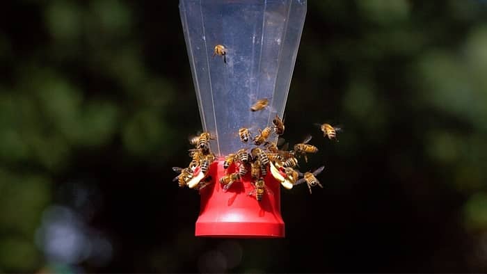  window hummingbird feeder