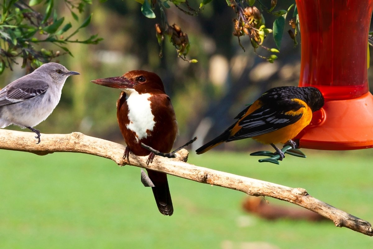 10 Birds That Drink Nectar Besides Hummingbirds