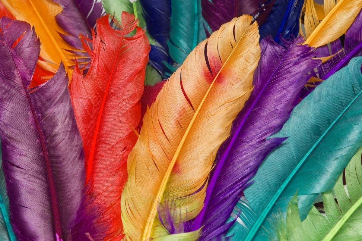 7 Surprising Facts About Feathers