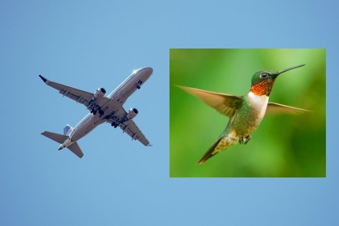 Airplanes Using The Hummingbird Flight Model