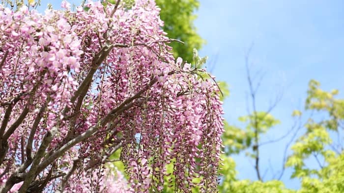  Are Wisteria good for pollinators?