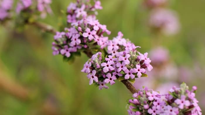  Can I transplant a butterfly bush in summer?