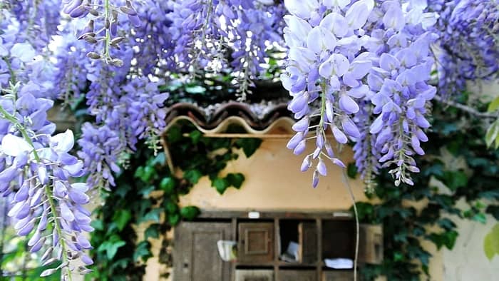  Do bees like wisteria?