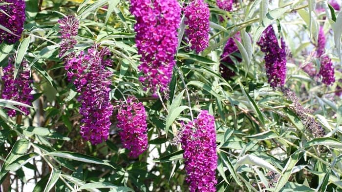  Do hummingbirds like butterfly bush?