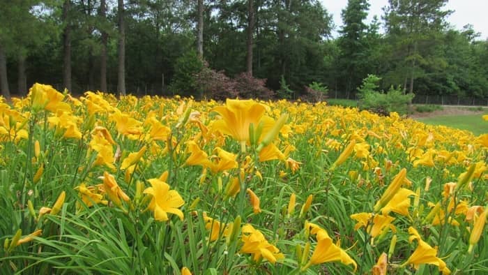  Do hummingbirds like the yellow trumpet vine?