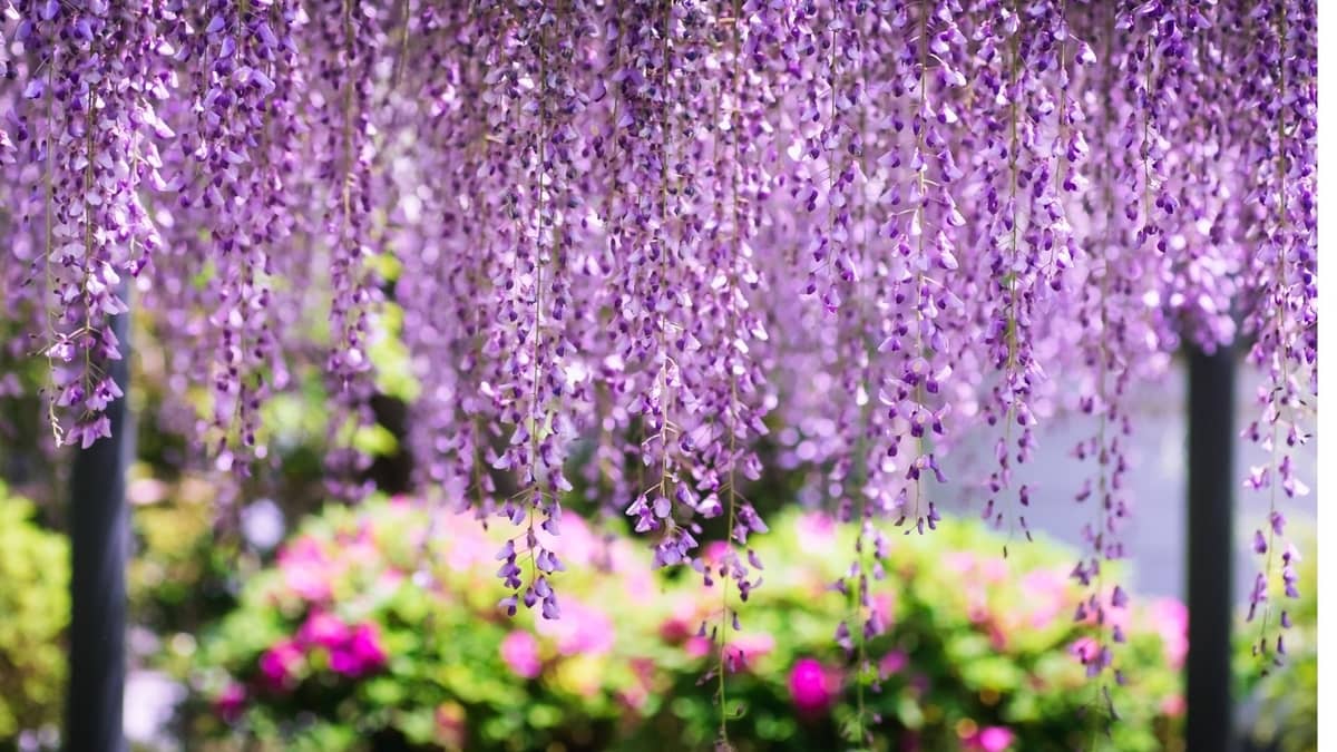 Does Wisteria Attract Bees? Get To Know The Fact