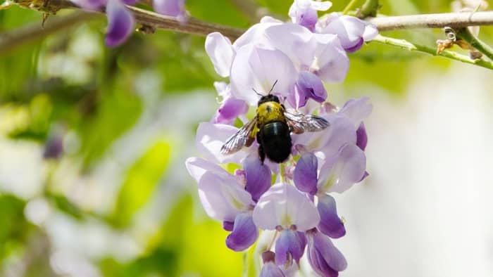 Does wisteria have nectar?