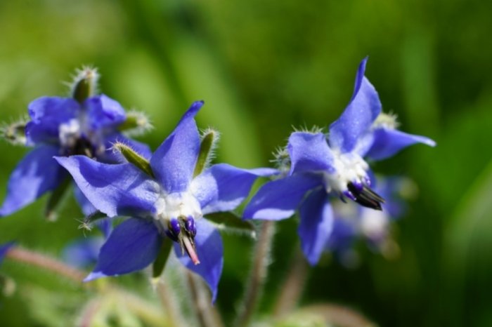 Flowers That Produce The Most Nectar - Borage