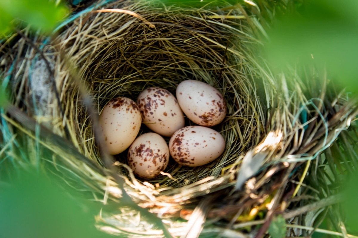 How Long Can A Bird Egg Live Without Warmth 3 Easy Ways To Check If The Egg Is Viable