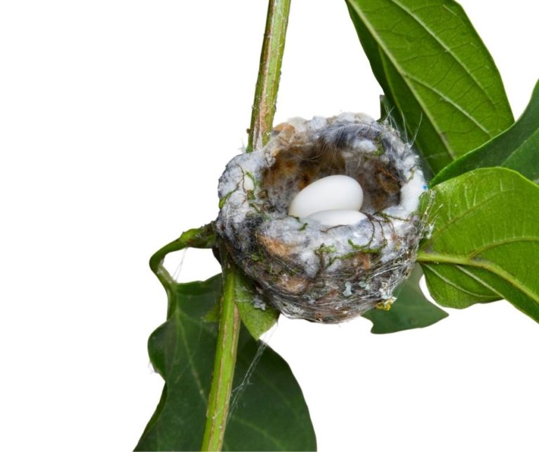 How Long Does It Take for a Hummingbird to Hatch? Hummingbirds Info