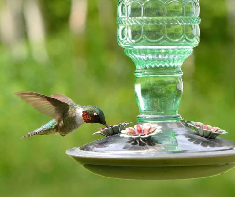 How Often Should You Change Hummingbird Water? - Hummingbirds Info