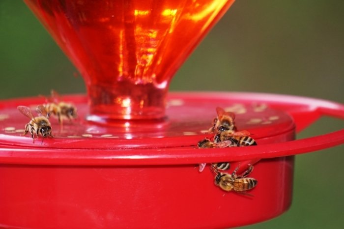 How To Keep Bees Away From Hummingbird Feeder