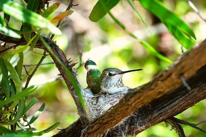 How To Tell If A Bird Is Male Or Female