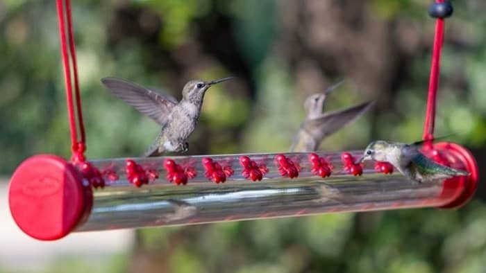  How do you fill a hummingbird tube?