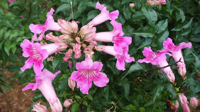  How do you get a trumpet vine to bloom?