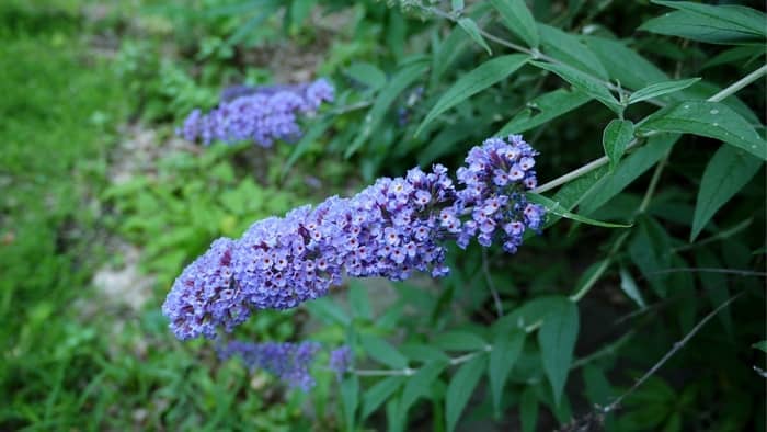  How do you transplant butterfly plants?