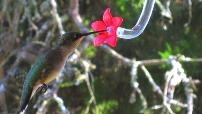  How does a hummingbird feeder tube work?
