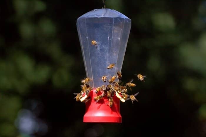 Hummingbird Feeders And Bees