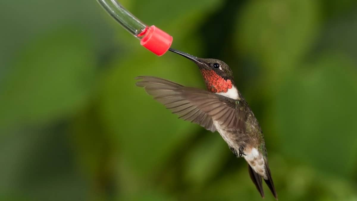 Hummingbird Feeding Tubes