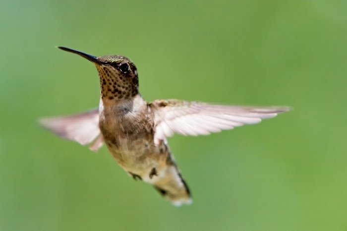 Hummingbird Females Have Dull Colors