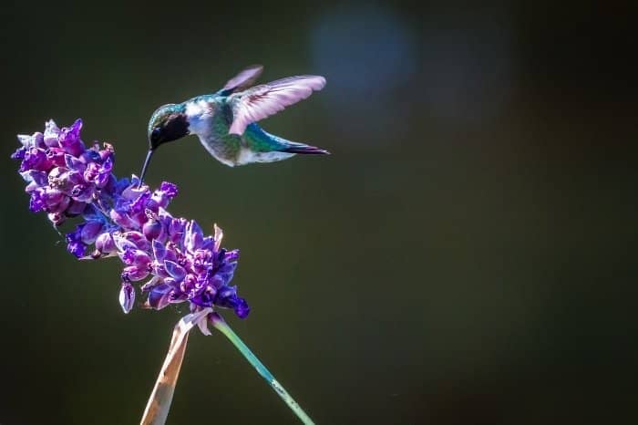 Hummingbird Fly Patterns