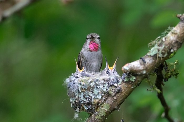 Inside The Hummingbird's Behavior