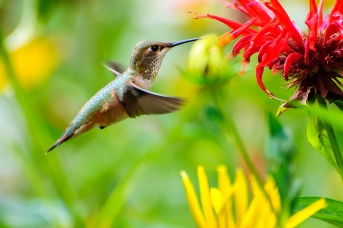Inside the Hummingbird's Diet