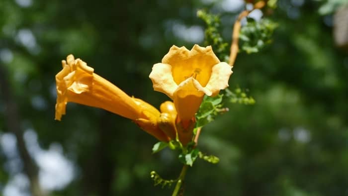  Is yellow trumpet vine Evergreen?