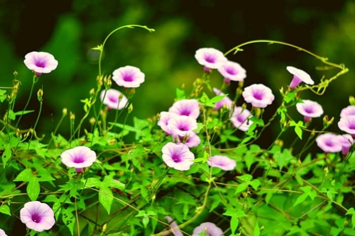 Morning Glory And Hummingbirds Share A Daily Schedule