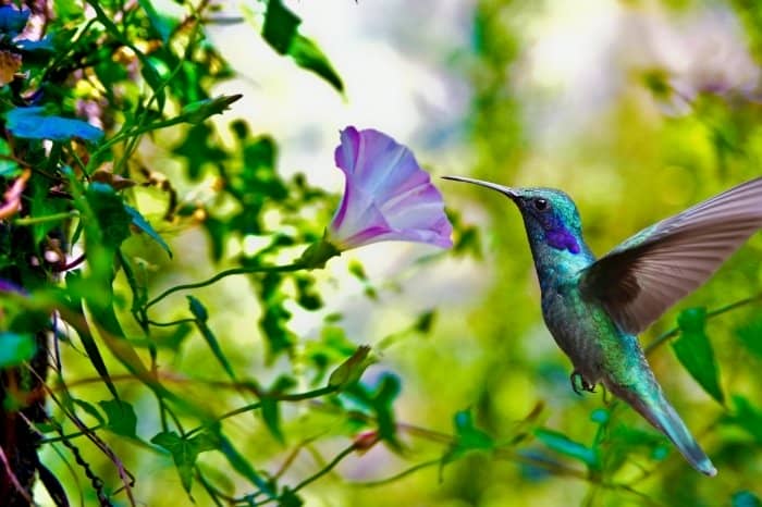 Morning Glory And Hummingbirds