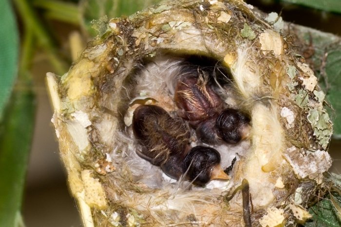 Quick Facts About Bird Eggs Hatching