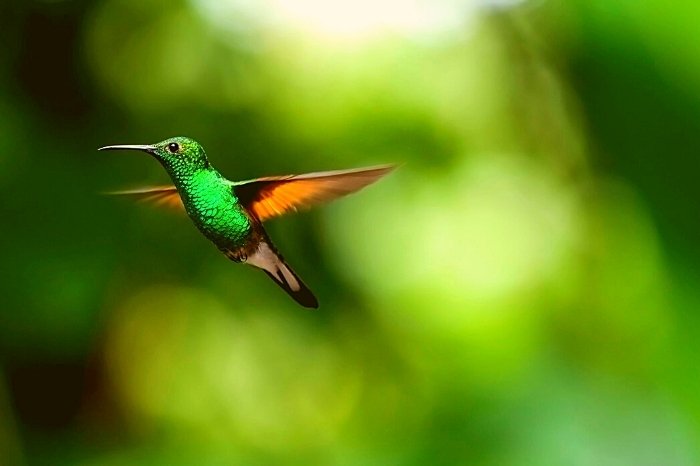 Quick Facts About Hummingbird's Flight