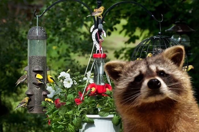 Raccoons And Hummingbird Feeders