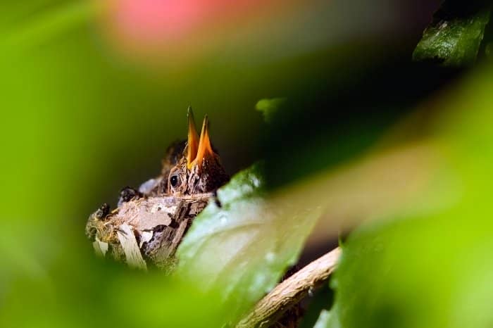 Taking Care Of A Baby Hummingbird