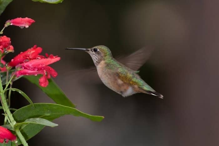 The Anatomy Of The Hummingbird Wing