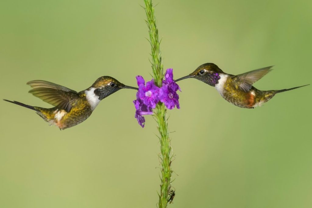 what-do-you-call-a-group-of-hummingbirds-4-bonus-names-hummingbirds-info