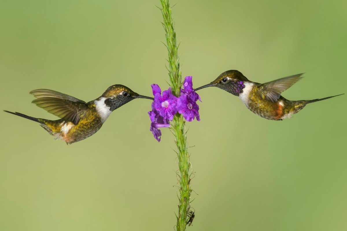 What Do You Call A Group Of Hummingbirds - 4 Bonus Names