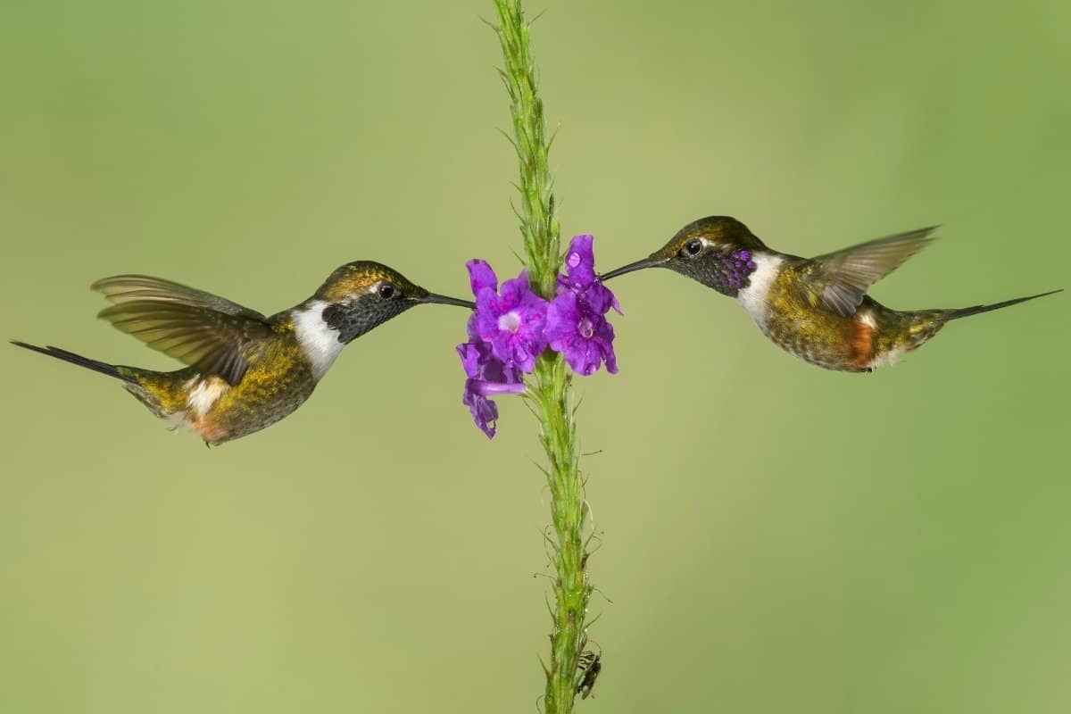 what-do-you-call-a-group-of-hummingbirds-4-bonus-names-hummingbirds-info