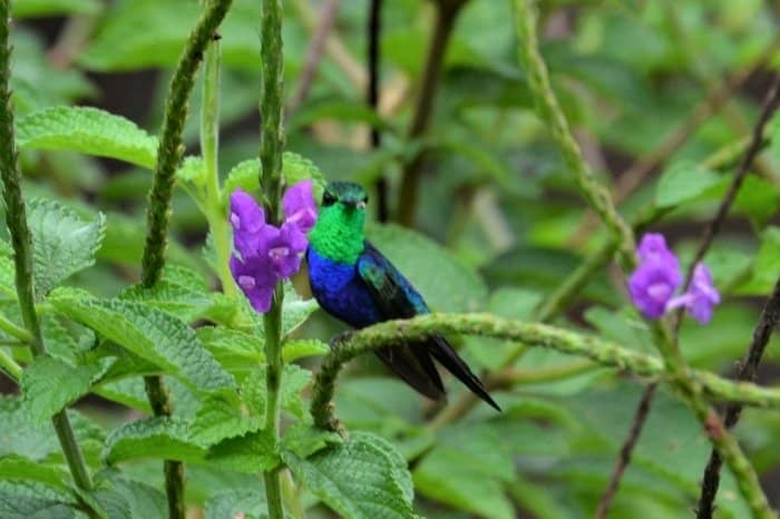 What Does Bird Gender Define - Size