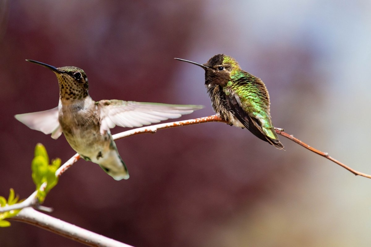 What Is The Difference Between Male And Female Hummingbirds - 3 Big Giveaways