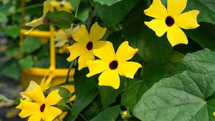  What is a fast-growing flowering vine?