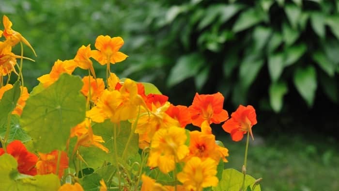  What kind of vine has yellow flowers?