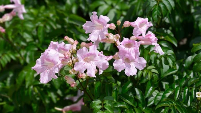  What time of the year does trumpet vine bloom?